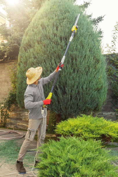 Best Hedge Trimming  in Merrill, WI